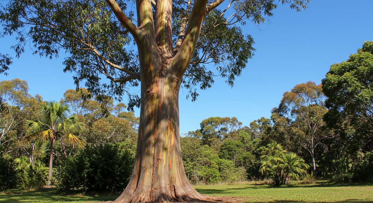 Semillas De Eucalipto Arcoíris (Eucalyptus Deglupta) - 100 A 1000 Unidades